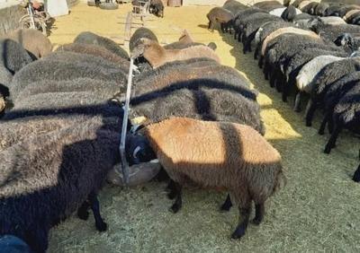 بره نر سبک کره میش بز در یزد