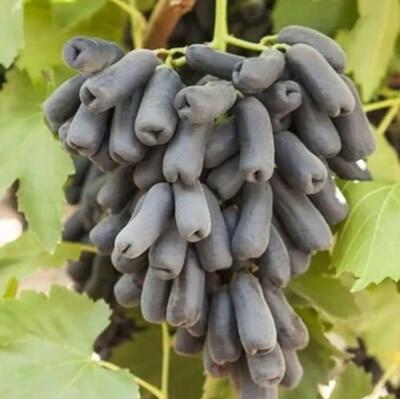 تولید و فروش نهال بادام زردآلو و... در همدان