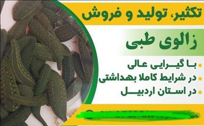 زالو   زالوی طبی در اردبیل