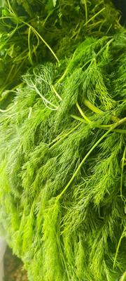 سبزی خورشی و آشی وکوکویی خاش در زاهدان