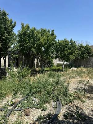 ۳۰۰ متر جنگلی در مهدشت