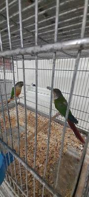 طوطی گرینچیک در سمنان