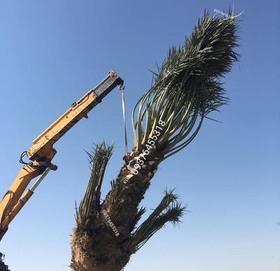 سفارش نخل خرما پاجوش برحی تنه ارتفاع متری در اهواز