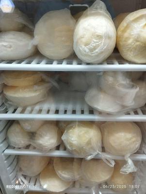 کره محلی گاوی در بابل