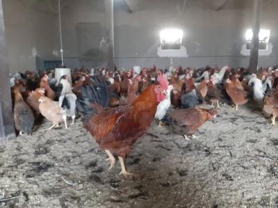 مرغ تخم گذار در تهران