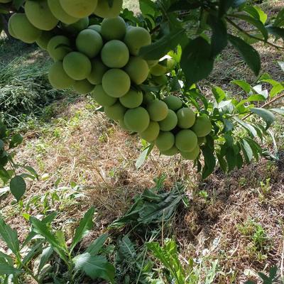 پیش فروش و فروش درختان خوشه ای در همدان
