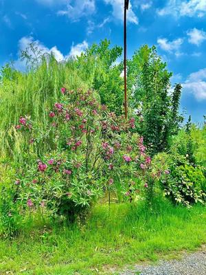ویلای چوبی دوخوابه 52 متری در دل جنگل در کرج
