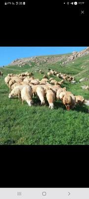 دامداری  نسیم شهر در گلستان-بهارستان