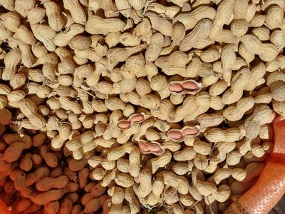 بادام زمینی قلافدار خام سورت شده در پارساباد