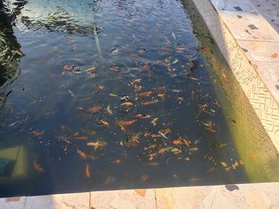 فروش انواع ماهی کوی در سیرجان