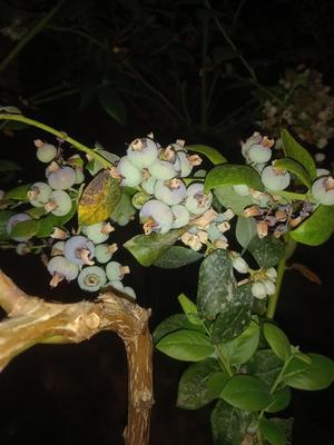 بلوبری تازه در تهران