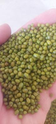 ماش افغان در بجنورد