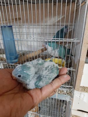 خانه طوطی ها در کاشان