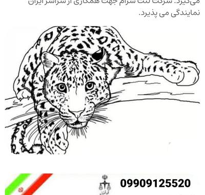 انواع لنت کفشکی در تهران