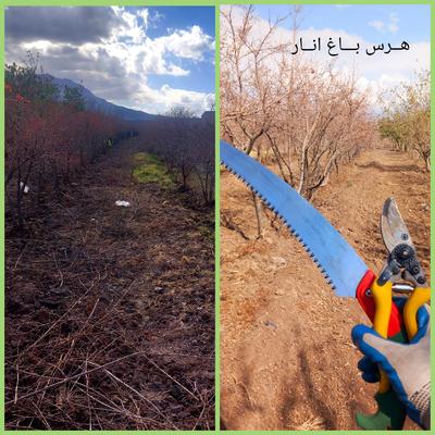 باغبانی در قم
