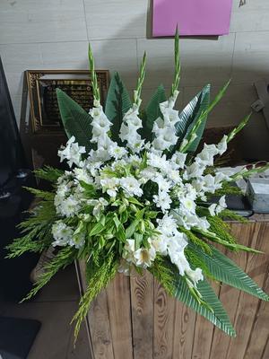 گل رومیزی در تبریز