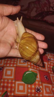 حلزون در شیراز