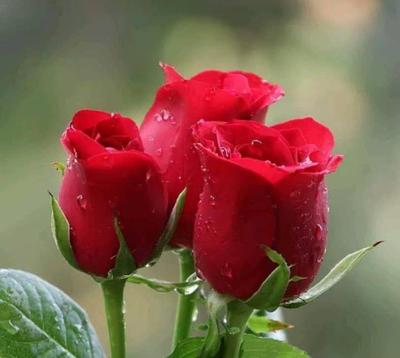 نوشیدنی های طعم دار و  انرژی زا در ایلام