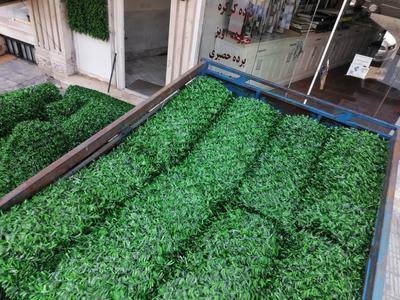 فنس برگی و چمن در قم