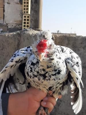 فروش تخم مرغ نطفه دار گلین وجوجه در اصفهان