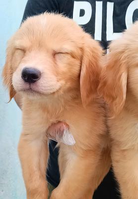 golden retriver اصیل با مدارک اصالت در کرج