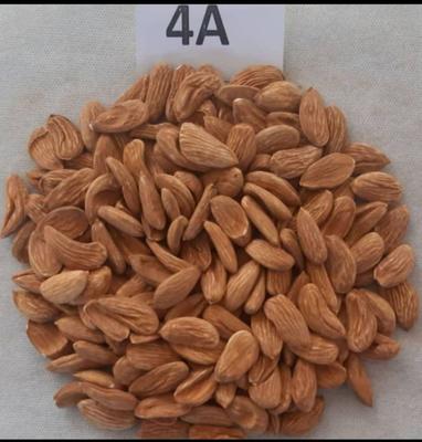 اجیل و خشکبار در نجف آباد