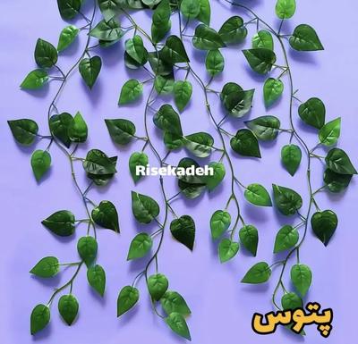 ریسه برگ در تهران