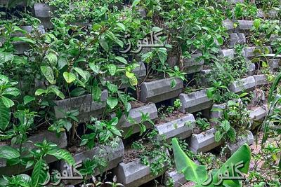 گلفوژ ، تولید کننده تخصصی بلوک گلدانی دیوار حائل سبز در تهران