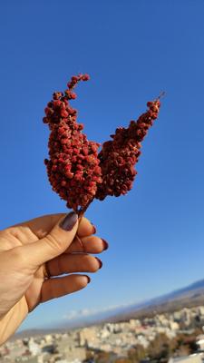 خوشه شماق در تهران