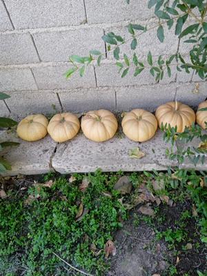 کدو حلوا در اورمیه