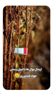 نهالهای پیوندی در اردبیل