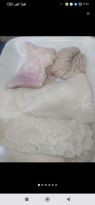 الایش گاوی در اورمیه