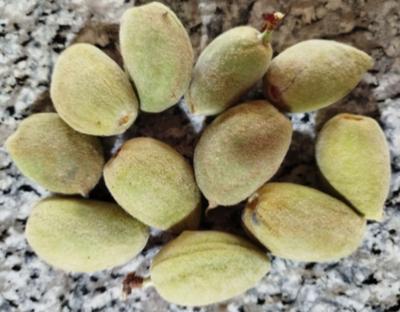 بادام تازه در تویسرکان