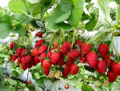 توت فرنگی بهنمیر درشت و شیرین فروش عمده و تک در بابل