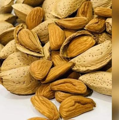 مغز در نجف آباد