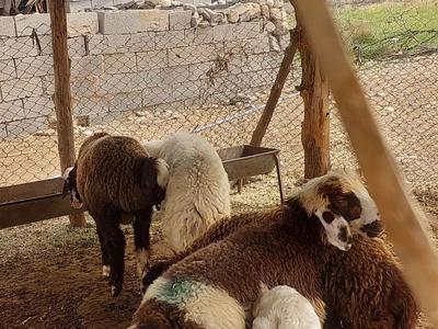 دو عدد بره نر کوچک در دزفول