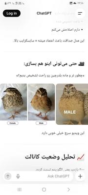 بلدرچین سرحال وسالم کاملا ارگانیک در پارساباد