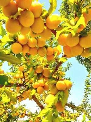 باغ ویلای 2100 متری با درختان بارده در مشهد