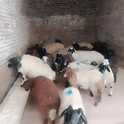 فروش گوسفند اسلامشهر در اسلامشهر