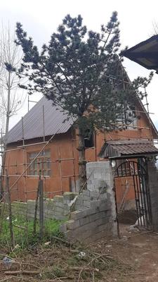 کاهگل قابل شستشو با فناوری نانو در شیراز