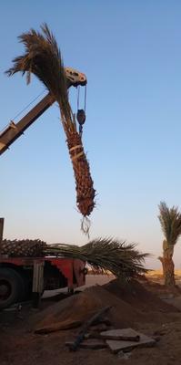 فصیلة نخل خرما در اهواز