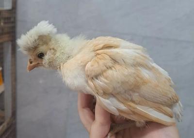 جوجه لهستانی و لهستانی پولند ۴۵ روزه در رشت