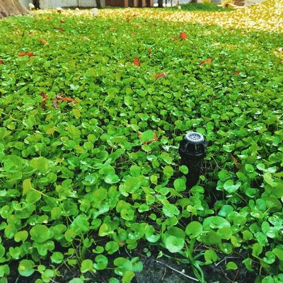 لوله، قطره چکان و آبپاش مخفی شونده آبیاری قطره ای در نوشهر