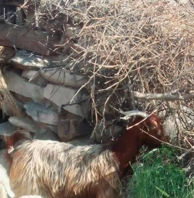 گوسفند‌دوقلوزا در جیرفت