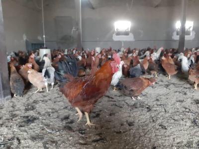 مرغ تخمگذار گلپایگانی در تهران