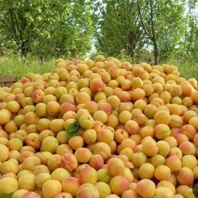 زرد آلو در نقاده
