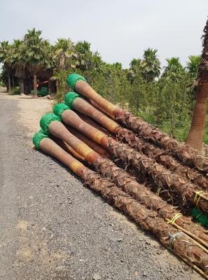 تنه نخل خرما چوب بری نخل خرما در اهواز