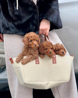 توله سگ توی پودل رد وارداتی ۷۰ روز در تهران