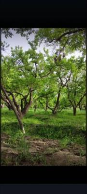 ۷۵۰ متر باغ شهریار ملاردویلای جنوبی در ملارد