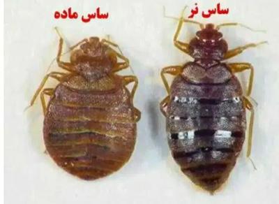 سمپاشی منازل بهداشت حرفه ای سم پاشی در کرج